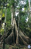 milk tree,couma, sorva pequena,sorveira,sorvinha,درخت شیر 